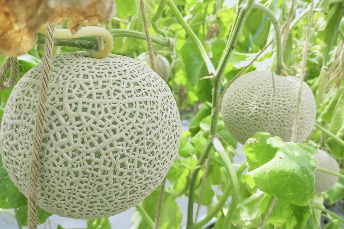 フォレストパーク メロンの森