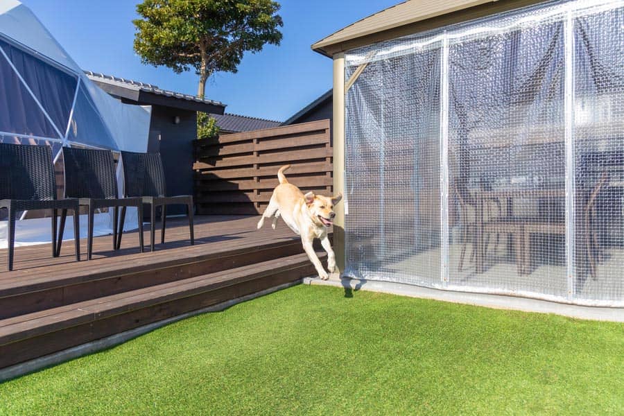 ドッグランで遊ぶ愛犬