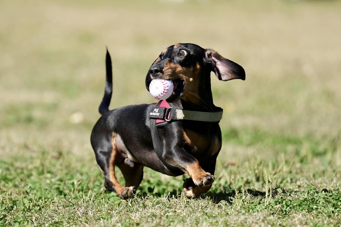 専用ドッグラン
